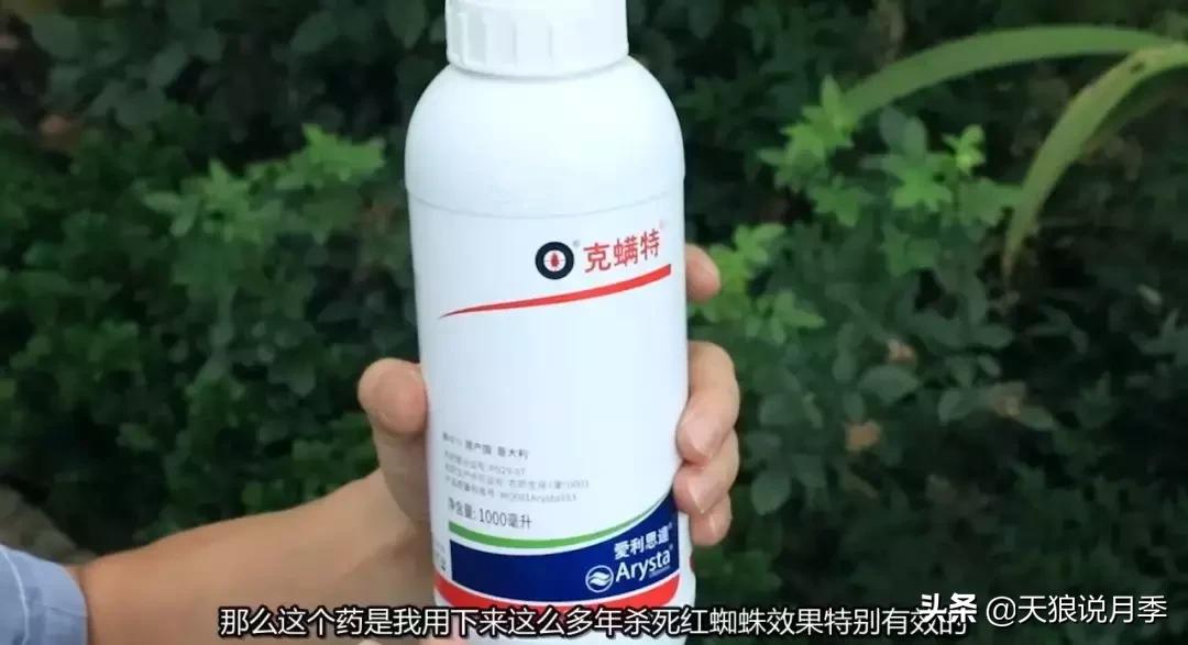 史上最详细的“红蜘蛛”防治攻略三部曲（对应三期视频）