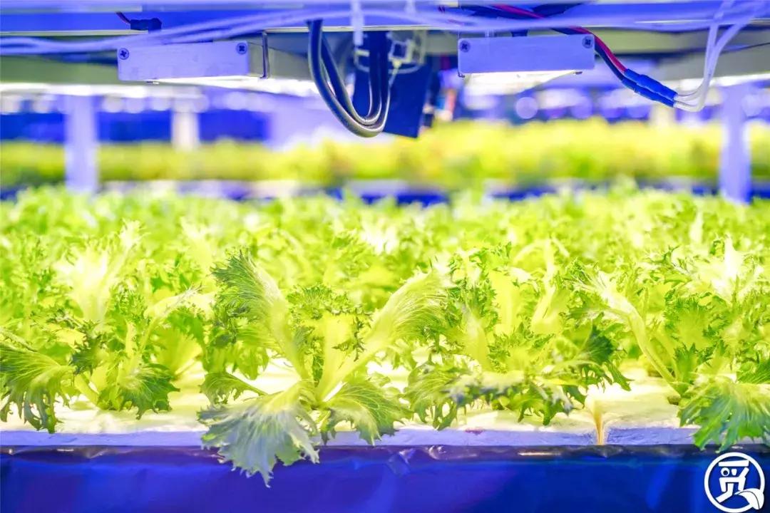 深圳「废弃染布厂」变废为宝，化身“湖畔花园”美若世外桃源！