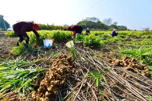 露天地膜栽培生姜出苗注意哪些,6米生姜大棚栽培技术视频教程