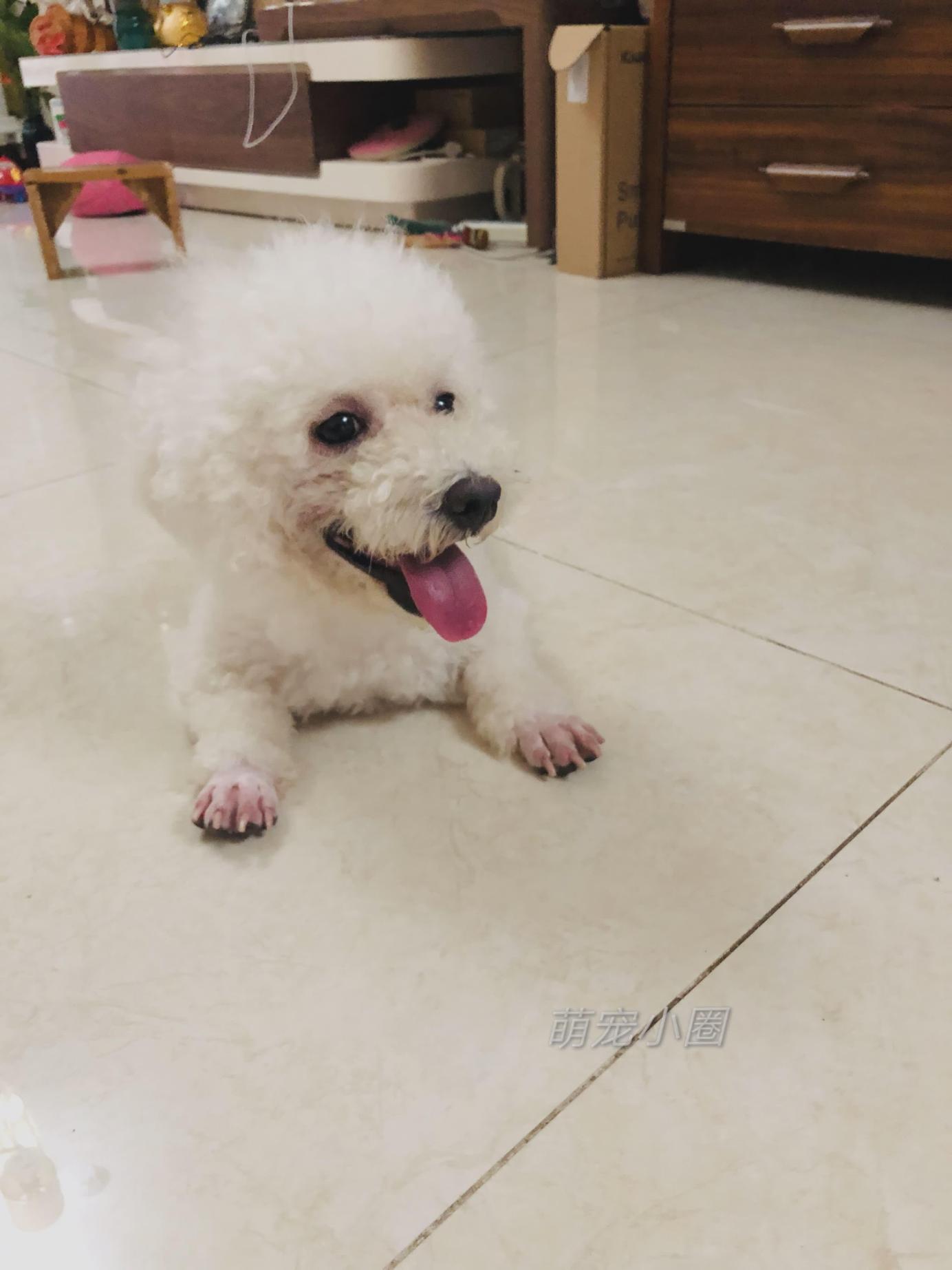 带比熊去做美容，它死活不肯给剪毛发，了解原因后，我被感动哭了