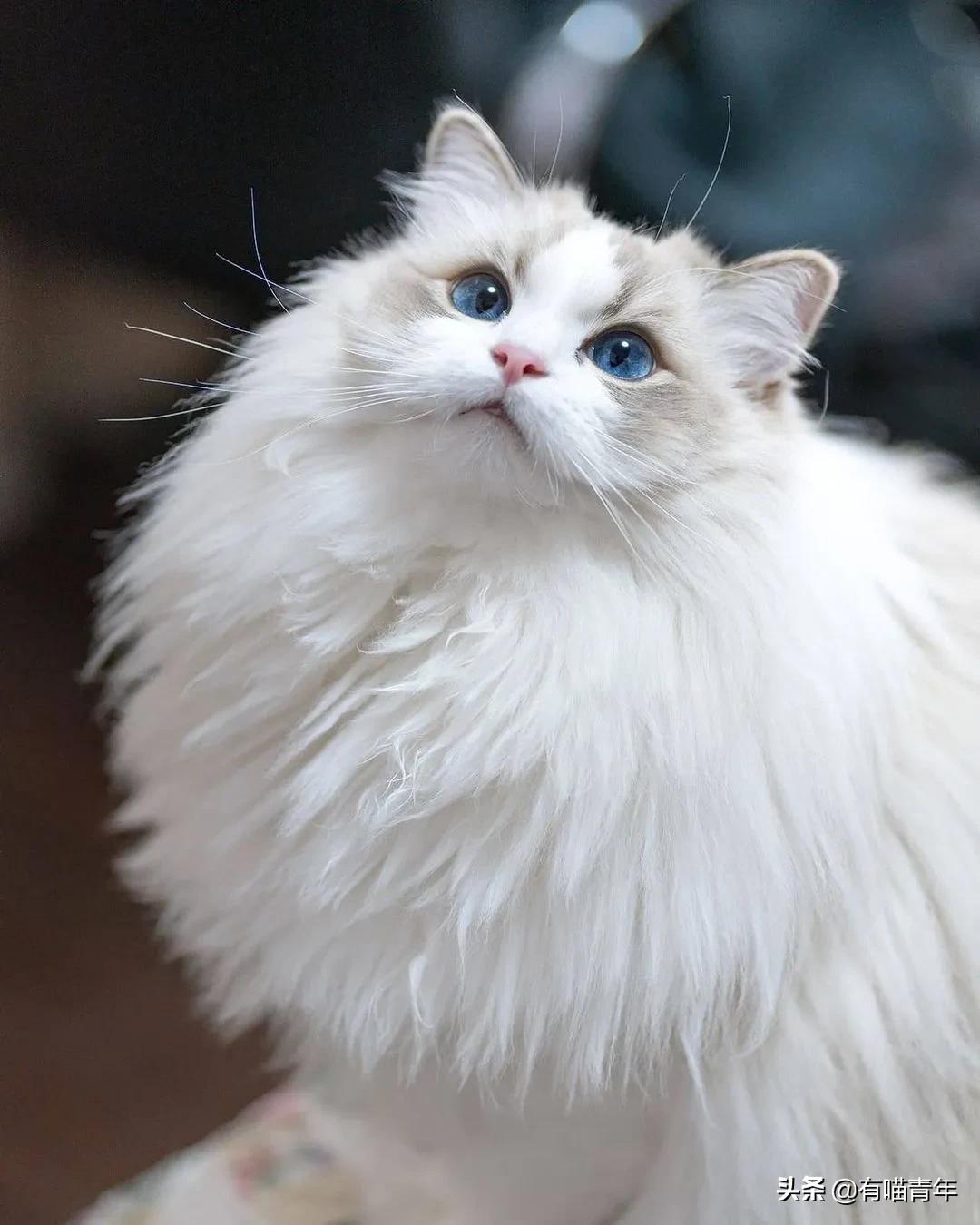 布偶猫身长四十厘米体重九斤,超级可爱的布偶猫有两万斤