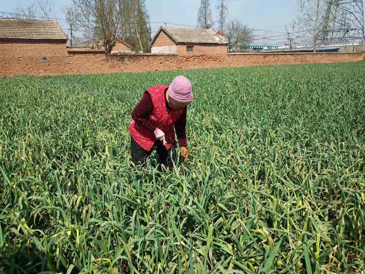 怎样采蒜苔,怎么抽蒜薹才能高产