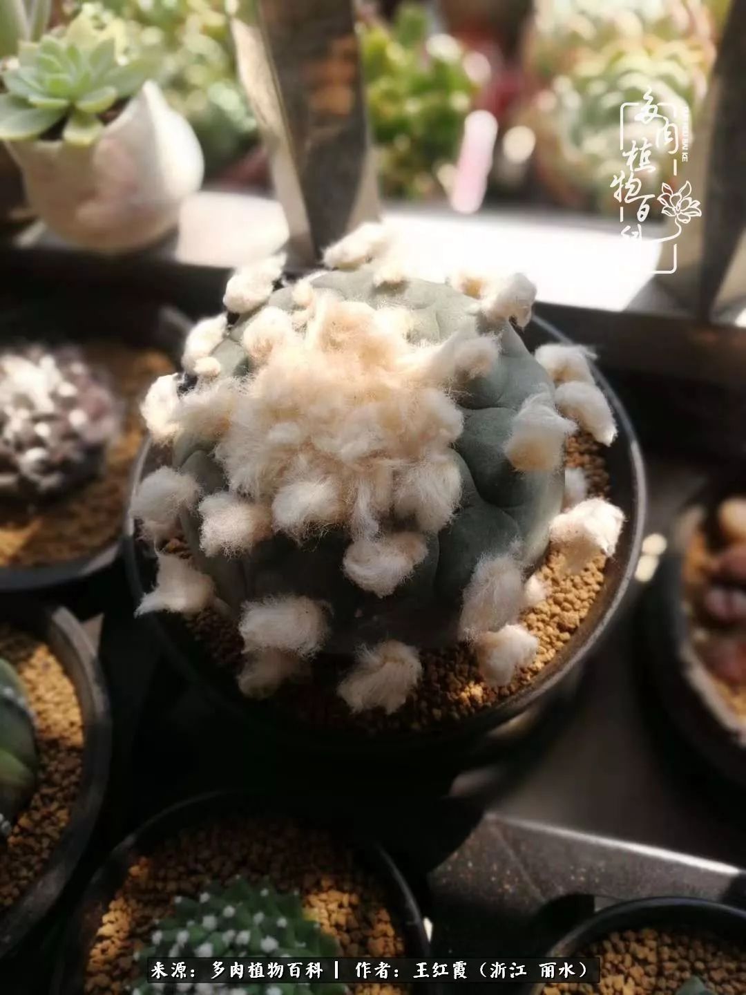 仙人球露养条件,仙人球的露养方法