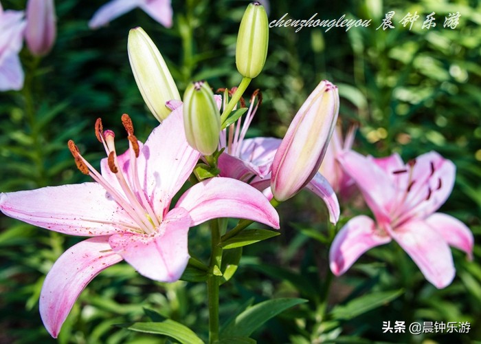 百合哪种颜色的花好闻,寓意好的花百合