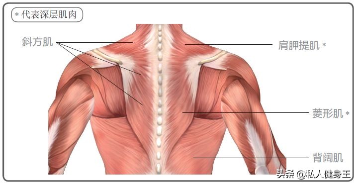 瘦后背肩膀最快的方法没有弹力绳,背部厚实怎么减肥最快