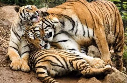 猫咪老是咬人能不能把它牙齿磨平,猫咪爱咬人怎么快速解决