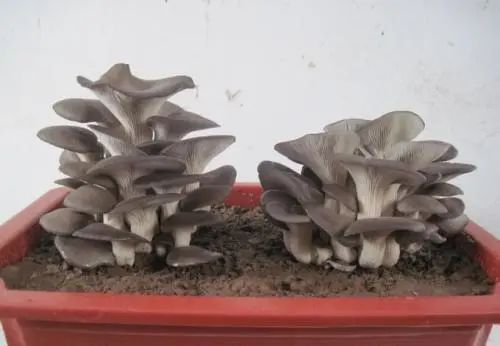 采蘑菇的小姑娘教程版,采蘑菇的小姑娘教学视频完整版