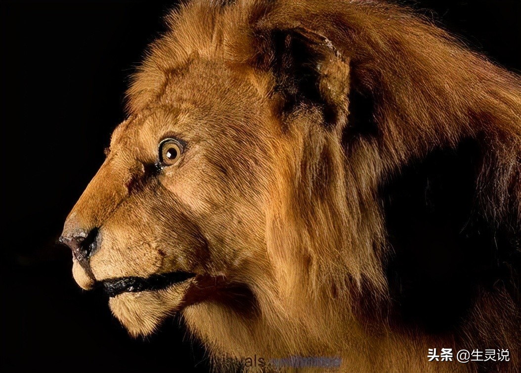 狮子大战野牛被其他野牛围攻,两只狮子对一只野牛展开猎杀