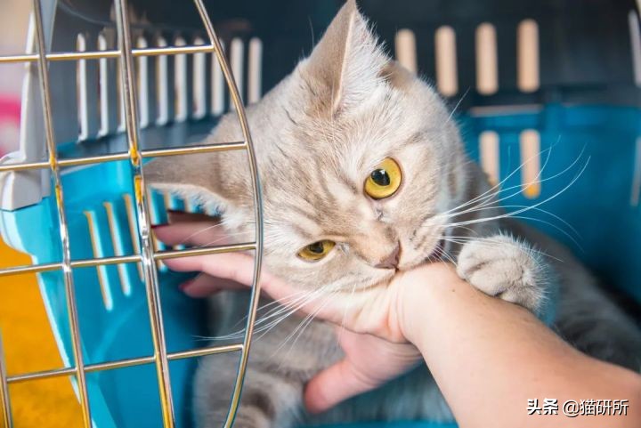 猫咪为什么老是揍主人,猫咪为什么揍年轻人