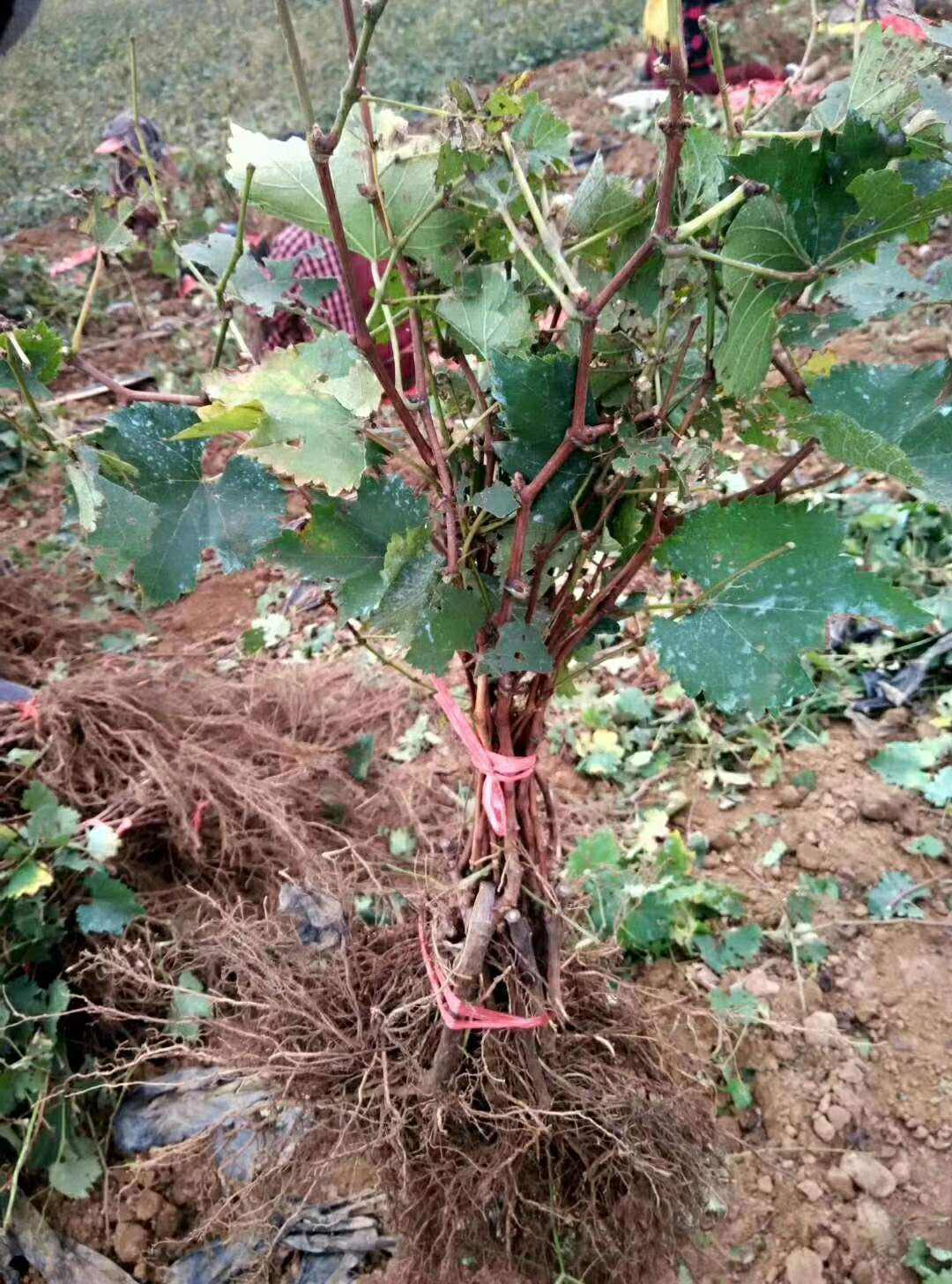 葡萄苗怎么栽种成活率才高,葡萄栽苗的正确方法