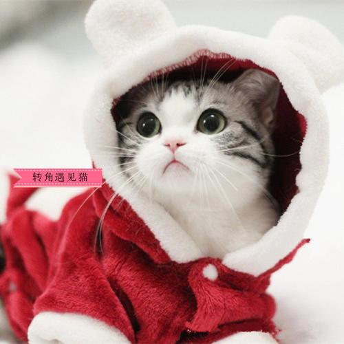 最适合新手养的五种猫咪颜值高,哪10种猫咪既便宜又好养排行榜