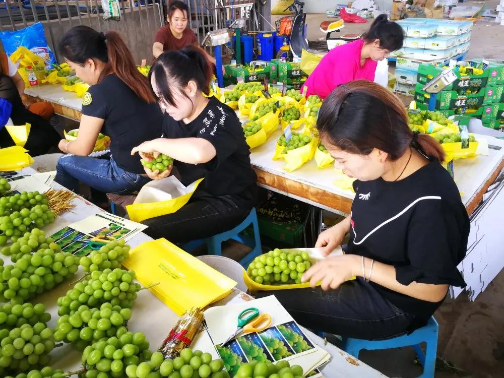 葡萄中的爱马仕阳光玫瑰,不愧是葡萄中的爱马仕