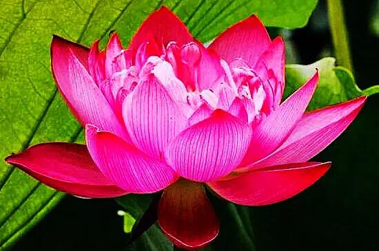 荷花品种大全及名称图片,荷花品种及名称大全图片