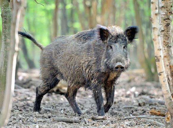 野猪可以养殖吗有毒吗,野猪可以人工养吗