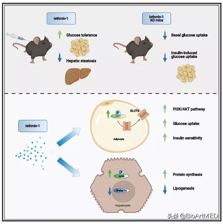 脂肪诱导因子,脂肪因子leptin