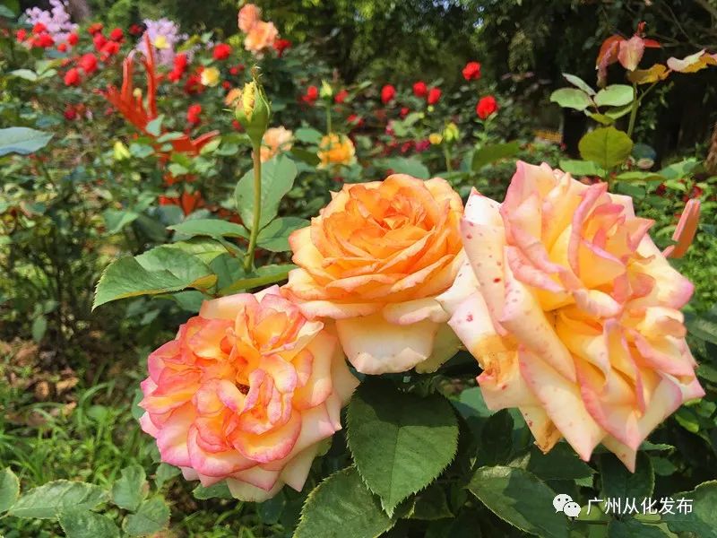 颜值100分以上,颜值100分气质100分