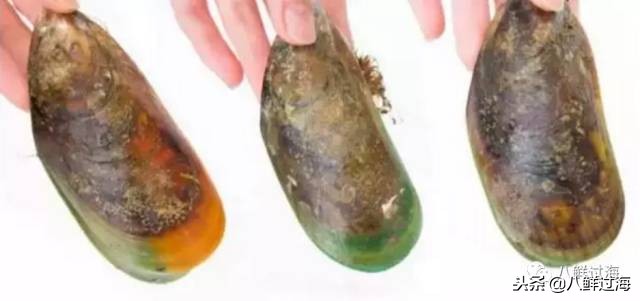 引入活青口贝、鲜帝王鲑,新西兰海产出口商的新生力量!