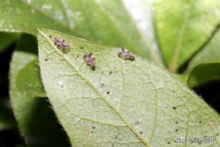 杜鹃叶面出现黑色绒毛,杜鹃常见的病害以及症状
