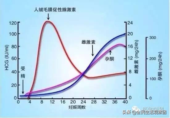 怀孕是一场豪赌,怀孕是必然还是偶然