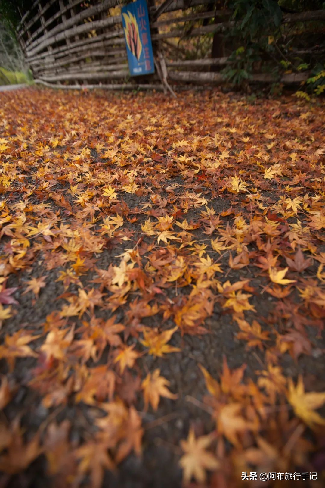 日本熊野古道拍摄,摄影师镜头下的景区