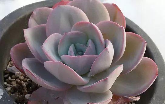 几款好看又好养的多肉,好养且易爆盆的多肉