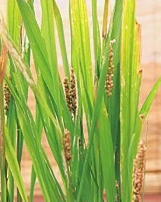 “大米熟了”，不是锅里煮的，而是阳台上栽的，一起来采摘吧