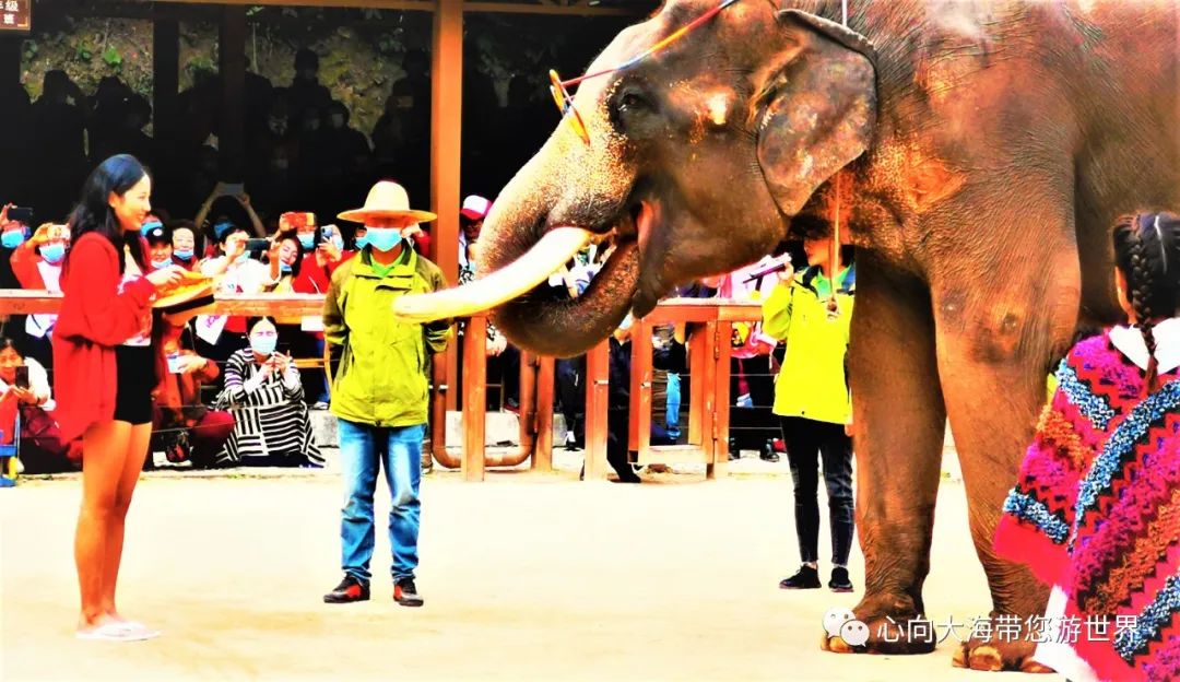 彩云之南版纳行,版纳之旅看大象