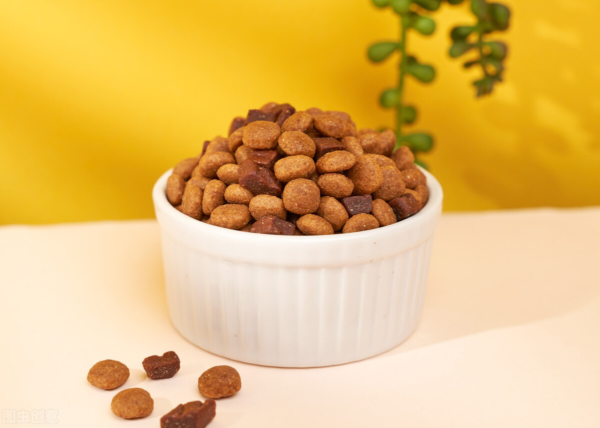 如何能养好一只小幼猫,怎样养好美短虎斑幼猫