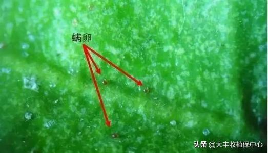 红蜘蛛一般打了药几天见效,红蜘蛛治好多久发芽