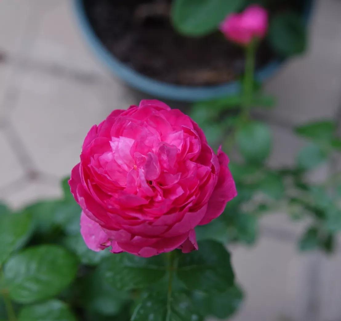 花盆下的小洞怎么处理,花盆底部的孔洞怎样处理