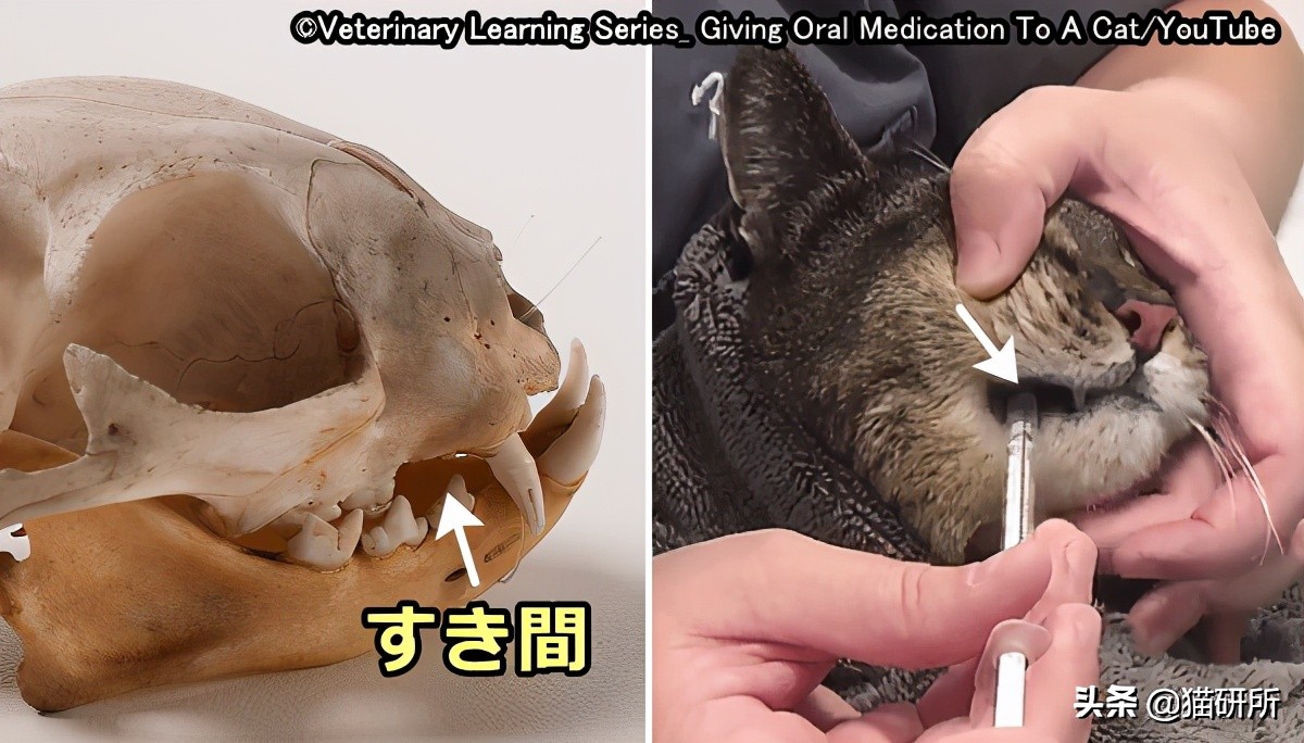 一学就会的训猫技巧,手把手教你给猫咪喂药