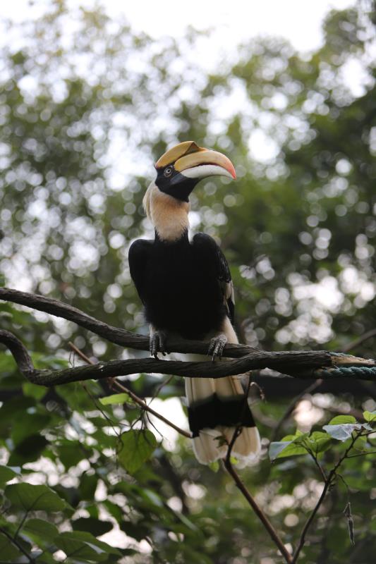 双角犀鸟的爱情,双角犀鸟恋爱