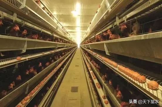 山东德青源鸡蛋基地,德青源农业扶贫