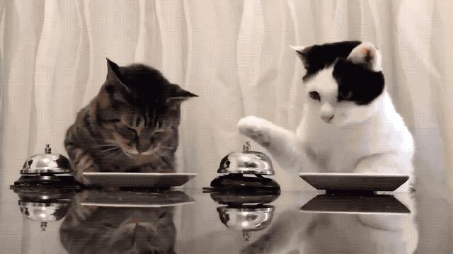 猫比狗聪明吗知乎,猫比狗诚实吗