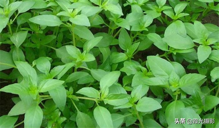 猫咪薄荷的日常,猫咪喜欢的猫薄荷推荐