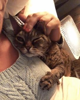 猫咪精力太旺盛还咬人怎么办,猫咪最近脾气暴躁咬人怎么办