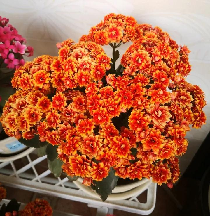 长寿花，寓意好、开花漂亮，花期长，品种多达300个