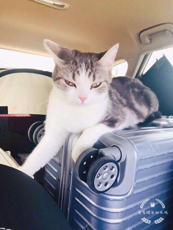 带猫咪长途自驾游回家准备什么,带猫咪回老家开车要准备什么