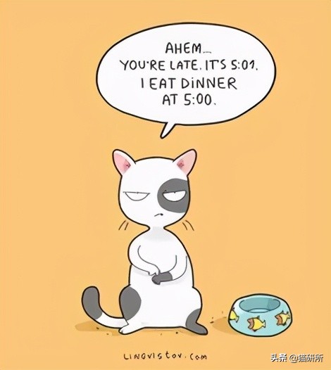 猫咪总是打扰主人吃饭怎么办,猫咪总是打扰我睡觉怎么办