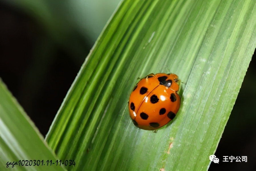 玉米上的虫害打什么药,玉米虫害防治口诀谚语