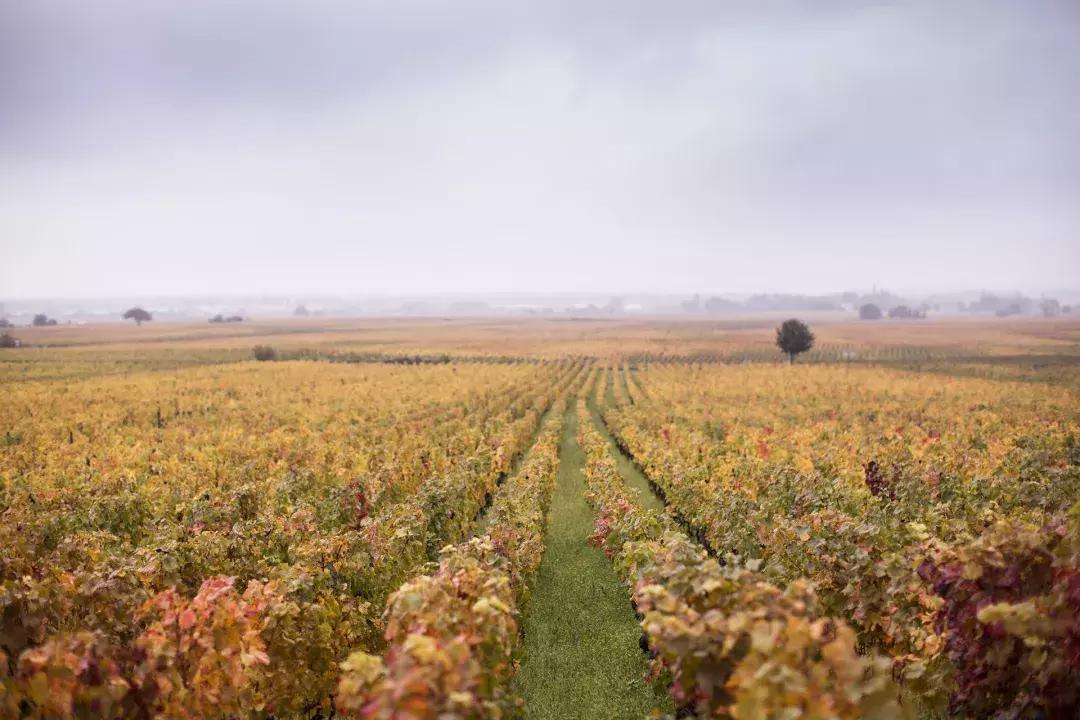 师者当潜心教书育人,师者当以德为先