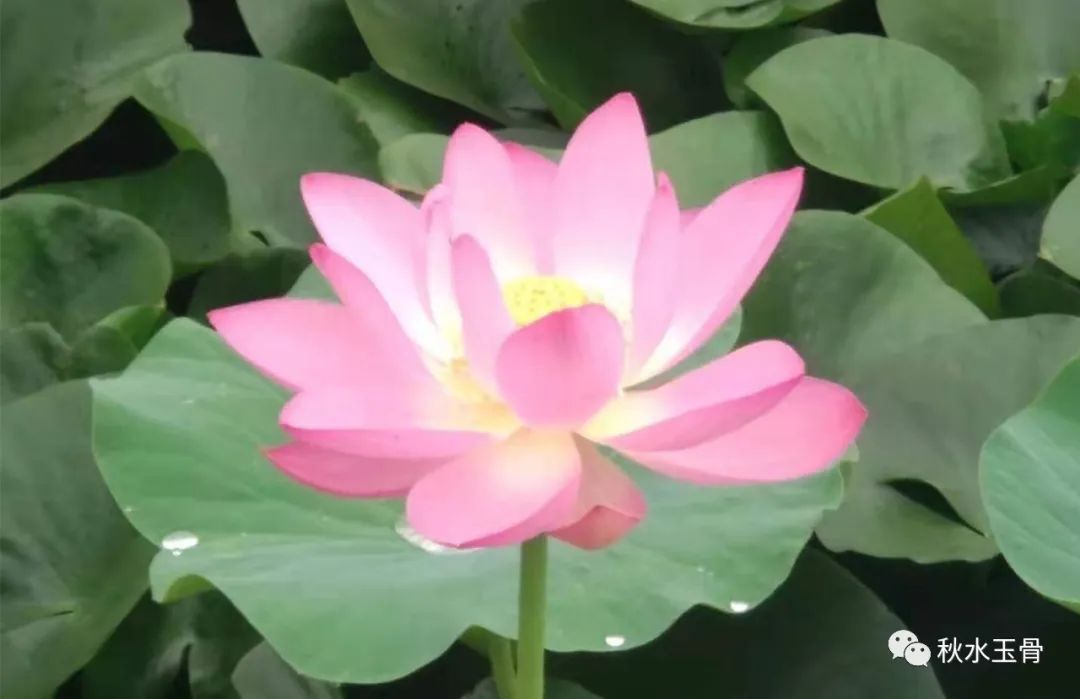 女教师作家秋水美文《来千里荷塘赴一场盛宴》