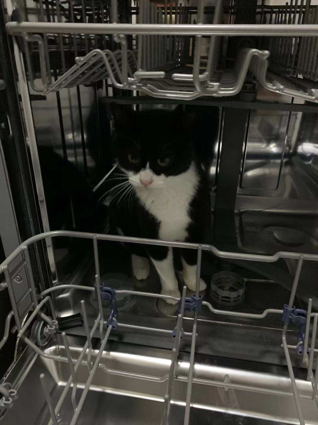 嘉蓝三文鱼猫粮,嘉蓝猫粮和皇家猫粮