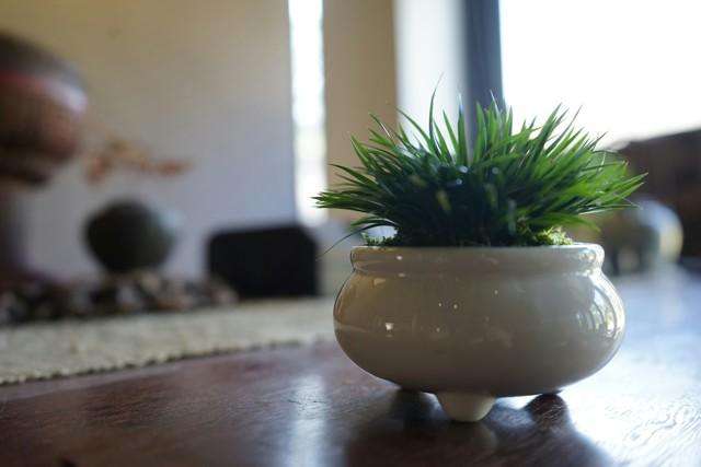 禅意浓浓的菖蒲盆景,最有禅意小绿植是菖蒲