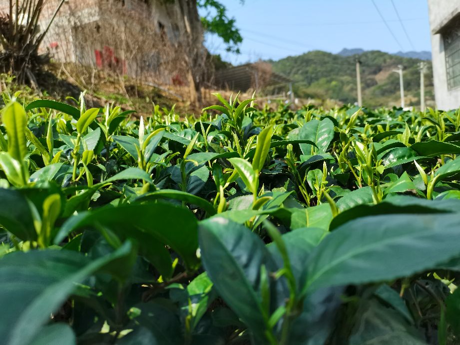 种植茶叶致富村民,你相信勤劳就能致富吗