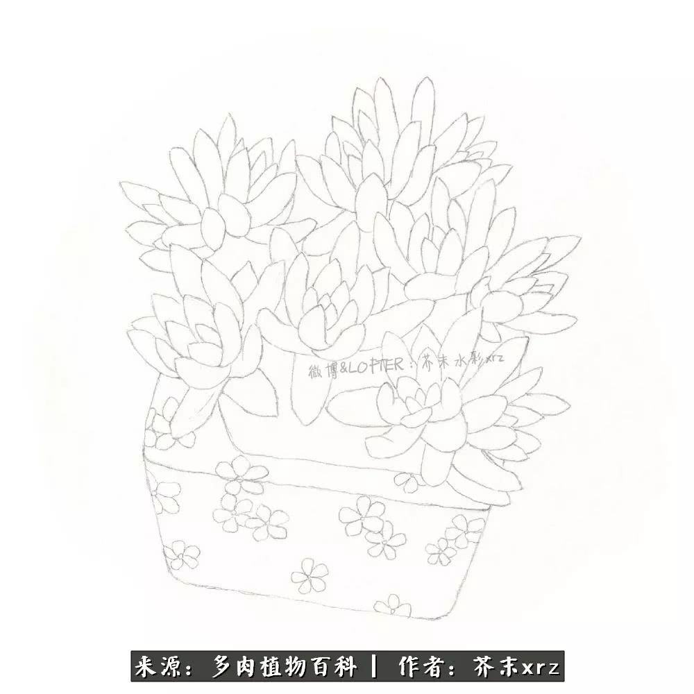 那个爱画多肉的小姑娘带着她的心头肉又来啦！