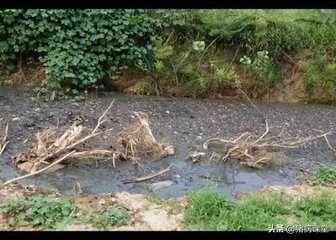 实现粪污变废为宝打造绿色畜牧业,畜禽粪污变废为宝广西