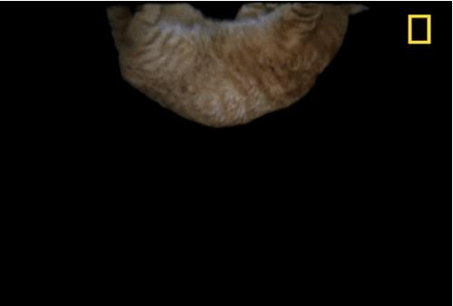 有关猫的谣言有哪些,关于猫的谣言