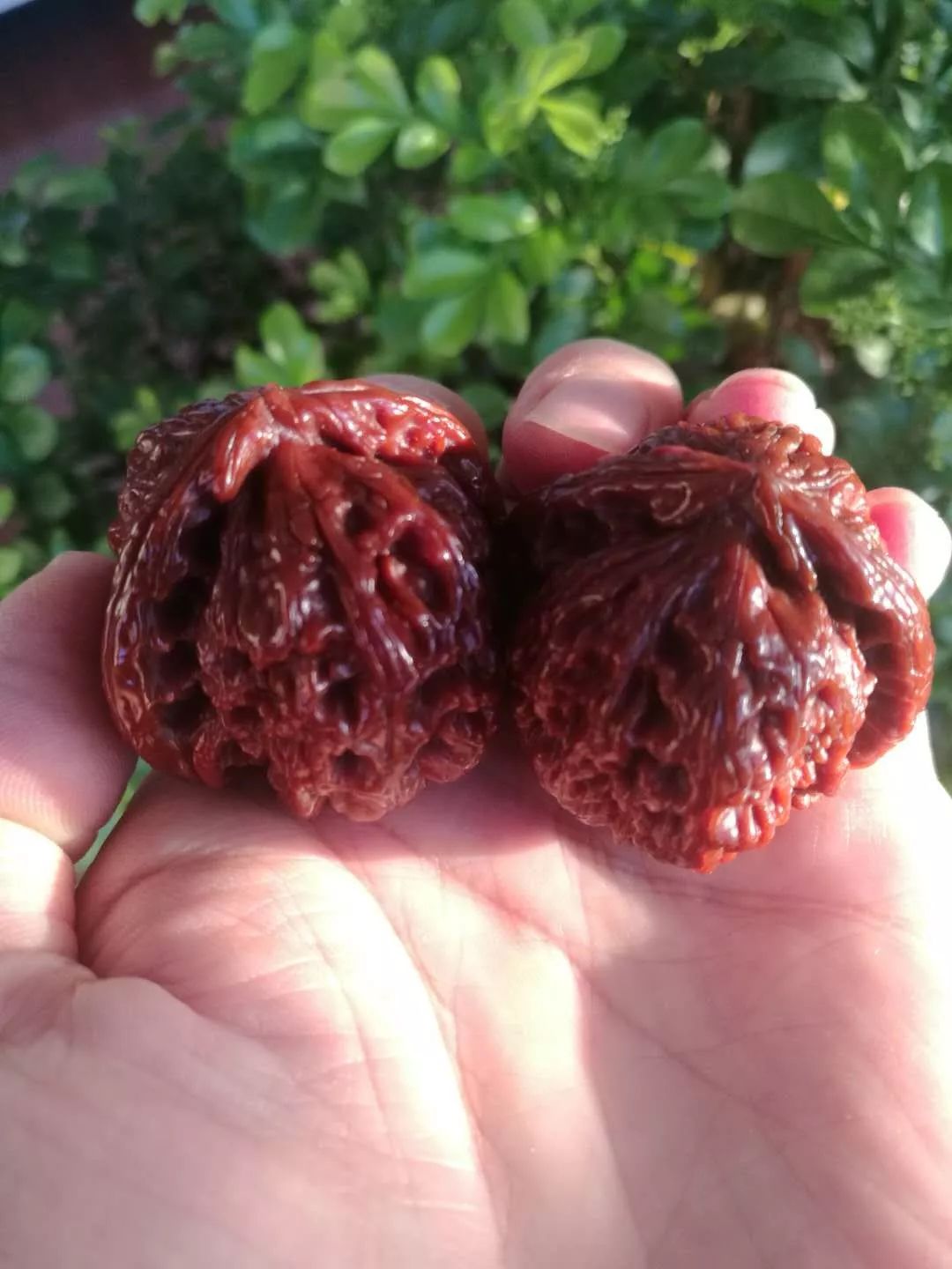 什么品种的核桃玉化包浆更快,文玩核桃盘多久才会玉化