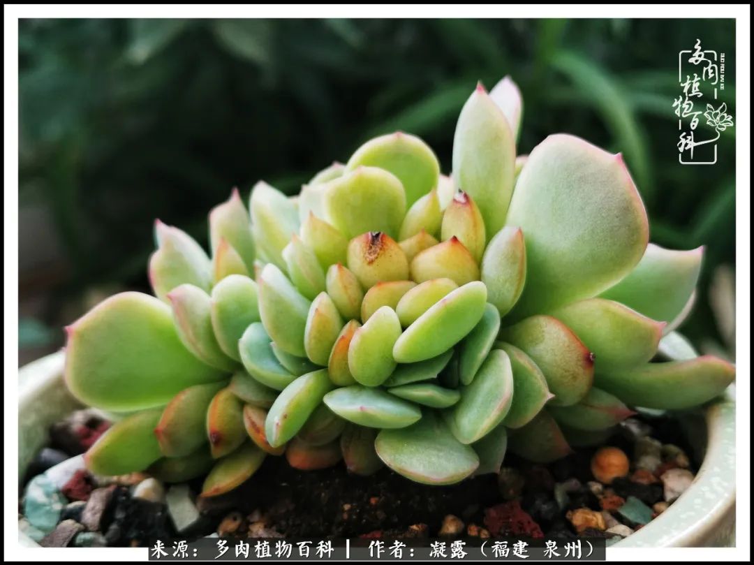 多肉日记严选,多肉日记大全100字